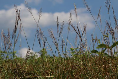 Close-up of stalks in field against sky