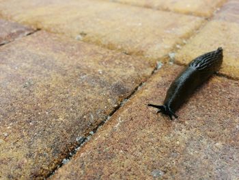 High angle view of a lizard