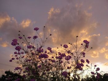 Low angle view of flowering plants against sky during sunset