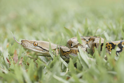 Close-up of insect on grass