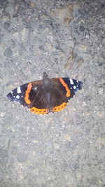 High angle view of butterfly on flower