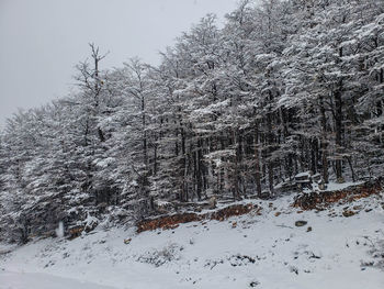 Snow covered land and trees