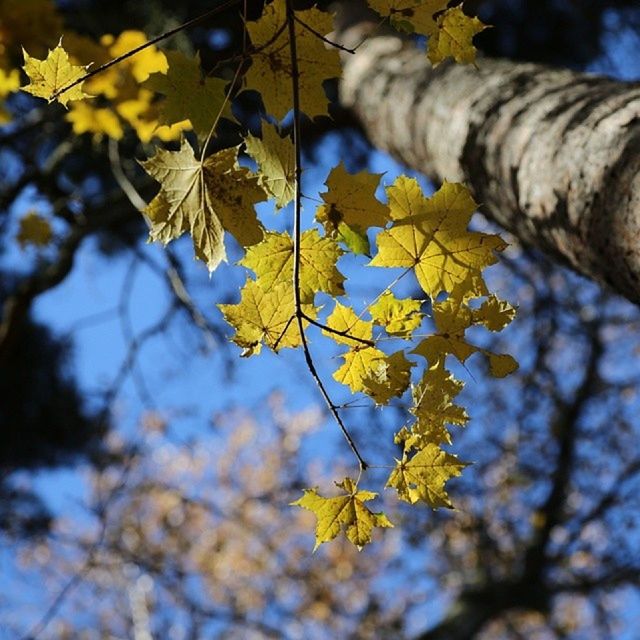 branch, low angle view, tree, yellow, flower, focus on foreground, nature, growth, close-up, beauty in nature, leaf, day, sky, outdoors, autumn, no people, selective focus, fragility, freshness, twig