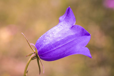 Close-up of purple flower