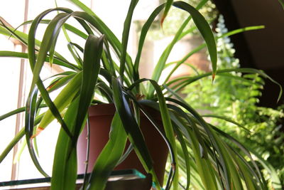 Close-up of potted plant