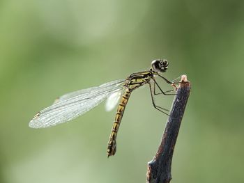 Close-up of dragonfly on twig