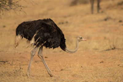 Ostrich on land