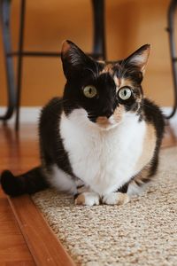 Portrait of cat sitting on floor at home