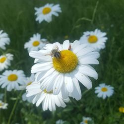 Close-up of insect on white daisy