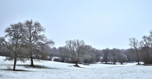 Trees against clear sky during winter