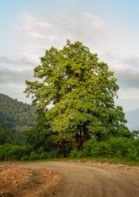 Tree on field by road against sky