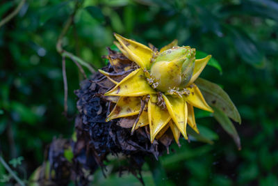 Close-up of yellow flower
