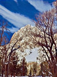 Low angle view of cherry blossoms against sky