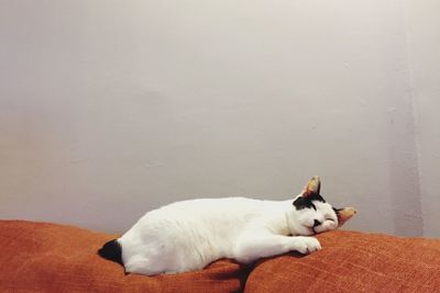 White dog sleeping cat