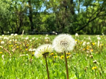 Close-up of white dandelion flower on field