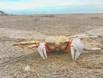 Close-up of crab on beach