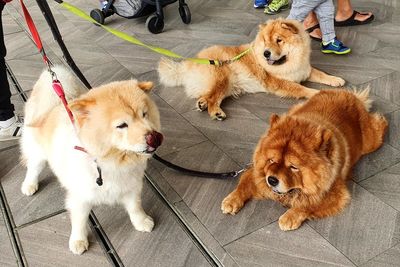 High angle view of dogs on floor