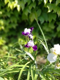 Close-up of purple flowers blooming outdoors