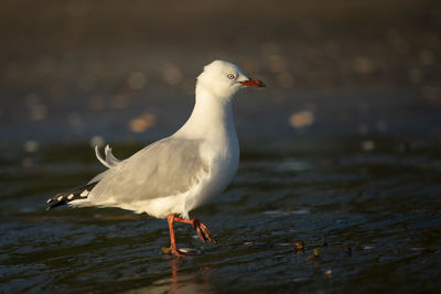 Seagull perching on a beach