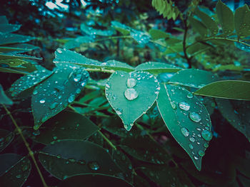 Close-up of wet plant leaves during rainy season