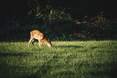 Deer in the field