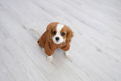 Puppy wearing a brown hoodie. autumn and winter clothes for pets. cavalier king charles spaniel 