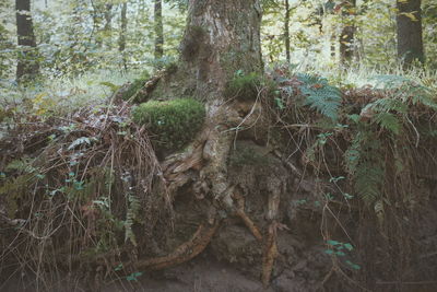 Trees in forest