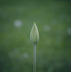 Close-up of flowering plant against blurred background