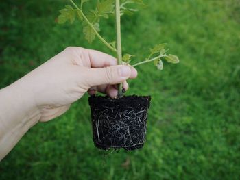 Cropped hand of person holding plant