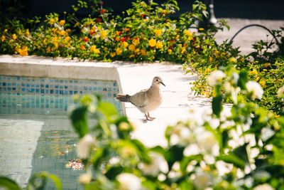 Bird perching by swimming pool