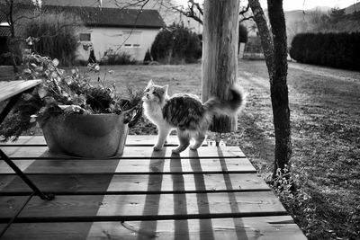 Curious kitten outdoors