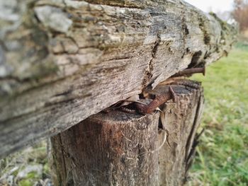 Close-up of log on wood