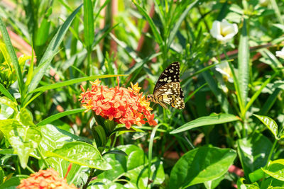 Close-up of butterfly pollinating on flower