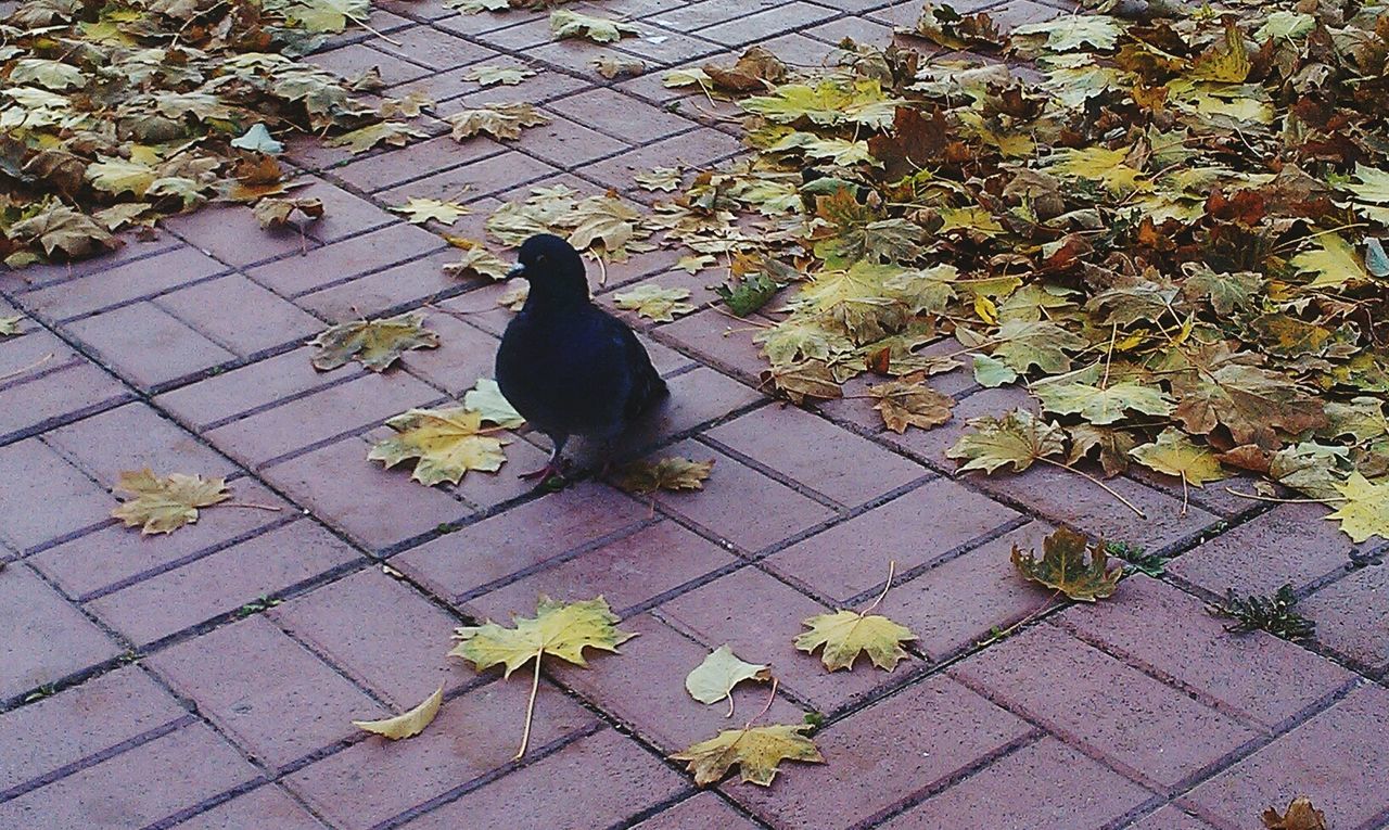 animal themes, one animal, pets, high angle view, domestic animals, bird, cat, domestic cat, leaf, mammal, full length, paving stone, black color, cobblestone, animals in the wild, outdoors, plant, day, wildlife, feline