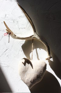 High angle view of lizard on leaf