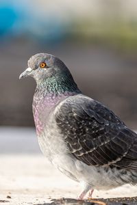 Close-up of bird