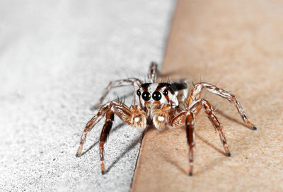 Close-up of spider