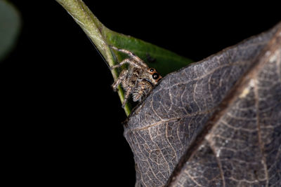 Close-up of lizard