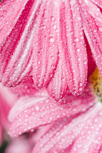 Full frame shot of water drops on pink rose flower