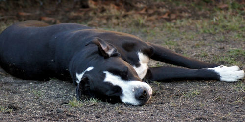 Dog lying down on land