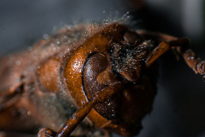 Close-up of insect on barbecue grill