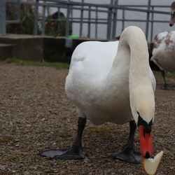 Close-up of swan standing on field