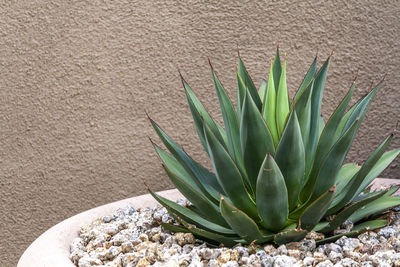 Close-up of succulent plant