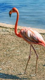 Bird standing in a water