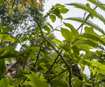 Low angle view of leaves on tree against sky