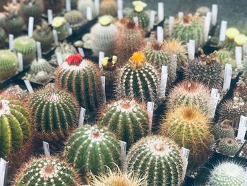 High angle view of succulent plant