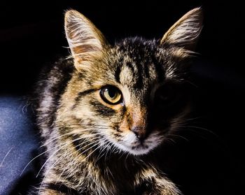 Close-up of curious tabby cat