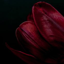 Close up of red flower