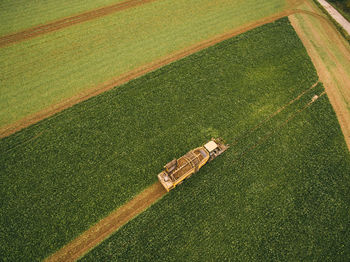 High angle view of crops on field