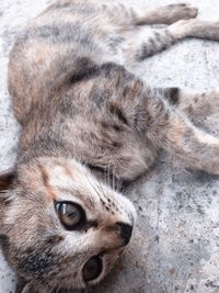 Close-up of cat looking outdoors